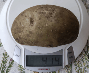rvg_kartoffel_k1p2_2